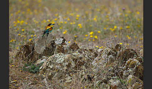 Bienenfresser (Merops apiaster)