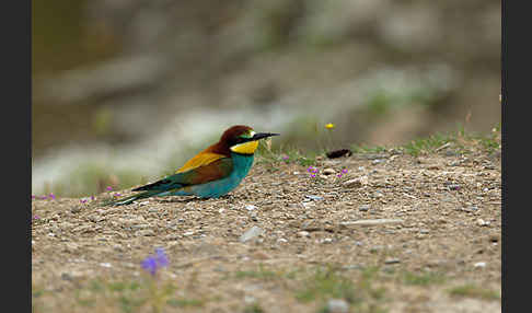 Bienenfresser (Merops apiaster)