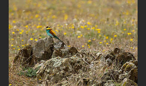 Bienenfresser (Merops apiaster)