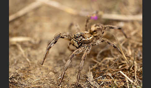 Apulische Tarantel (Lycosa tarentula)