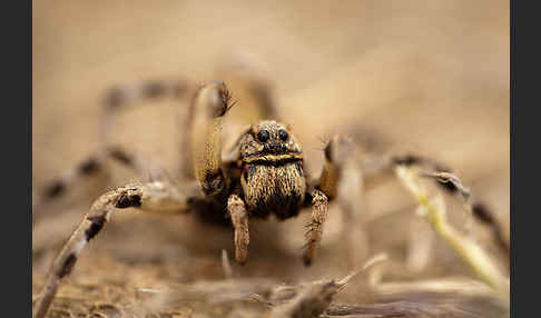 Apulische Tarantel (Lycosa tarentula)