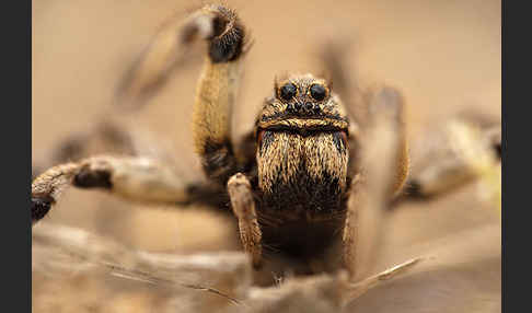 Apulische Tarantel (Lycosa tarentula)