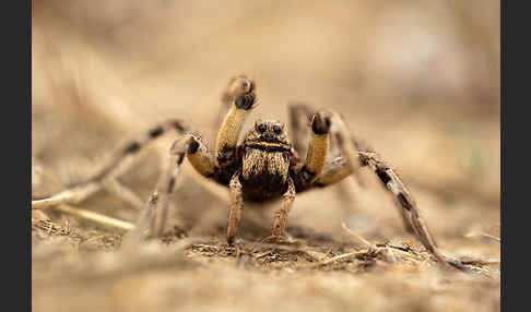 Apulische Tarantel (Lycosa tarentula)