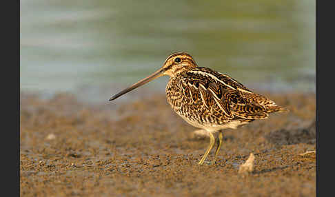 Bekassine (Gallinago gallinago)