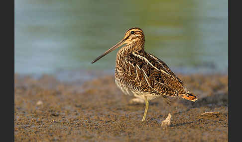 Bekassine (Gallinago gallinago)