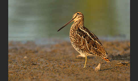 Bekassine (Gallinago gallinago)