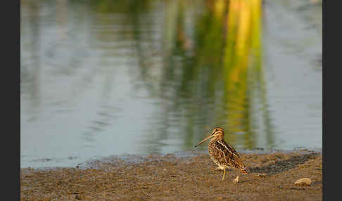 Bekassine (Gallinago gallinago)