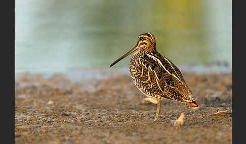 Bekassine (Gallinago gallinago)