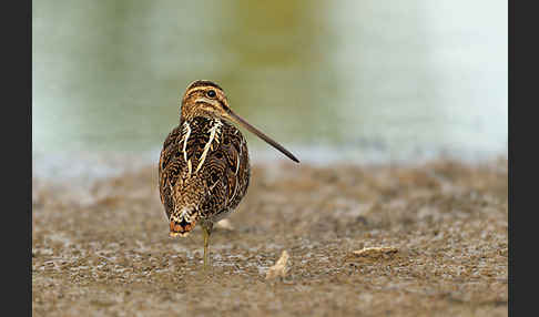 Bekassine (Gallinago gallinago)