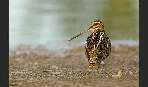 Bekassine (Gallinago gallinago)