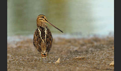 Bekassine (Gallinago gallinago)