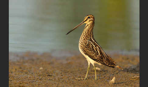 Bekassine (Gallinago gallinago)