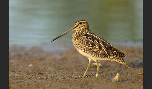 Bekassine (Gallinago gallinago)