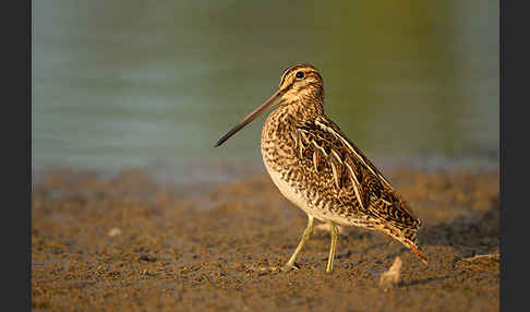 Bekassine (Gallinago gallinago)