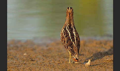 Bekassine (Gallinago gallinago)