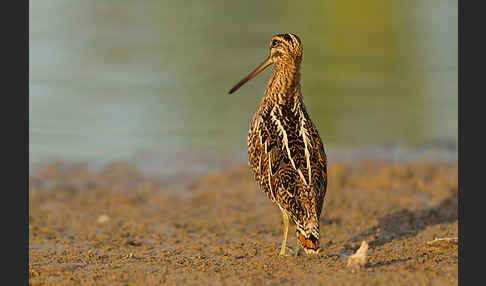 Bekassine (Gallinago gallinago)