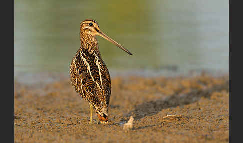 Bekassine (Gallinago gallinago)