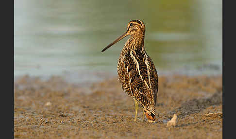 Bekassine (Gallinago gallinago)