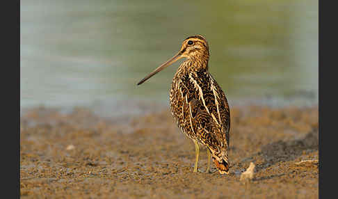 Bekassine (Gallinago gallinago)