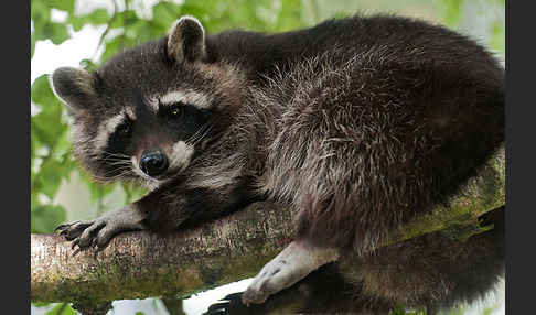 Waschbär (Procyon lotor)