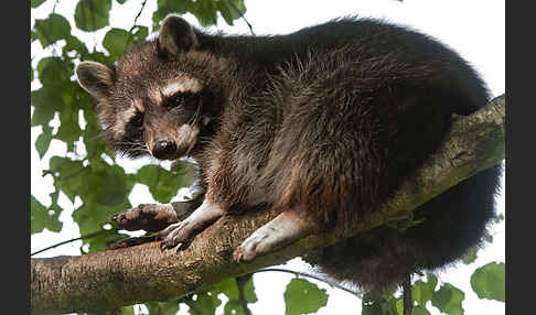 Waschbär (Procyon lotor)