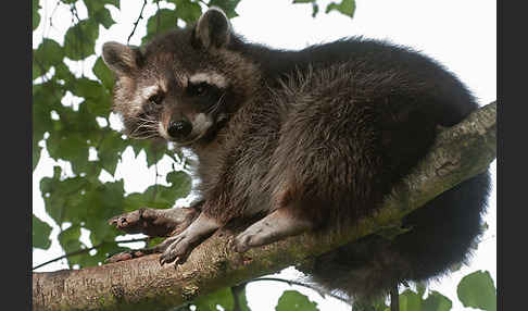 Waschbär (Procyon lotor)