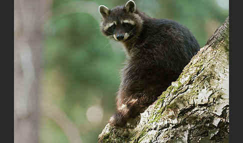 Waschbär (Procyon lotor)