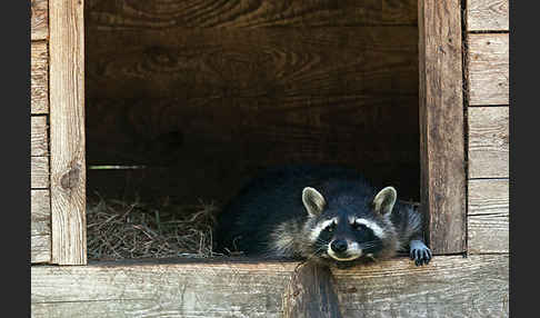 Waschbär (Procyon lotor)