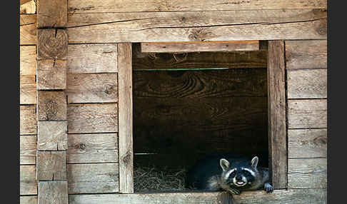 Waschbär (Procyon lotor)