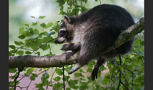 Waschbär (Procyon lotor)