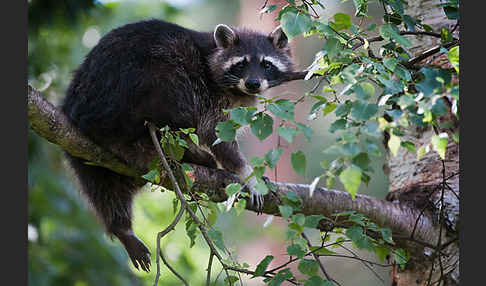 Waschbär (Procyon lotor)