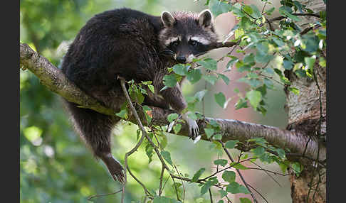 Waschbär (Procyon lotor)