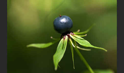 Einbeere (Paris quadrifolia)