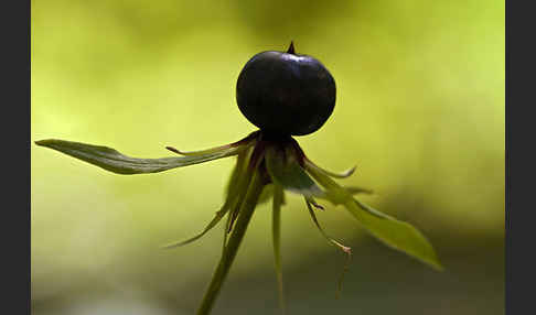 Einbeere (Paris quadrifolia)