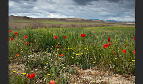 Klatsch-Mohn (Papaver rhoeas)