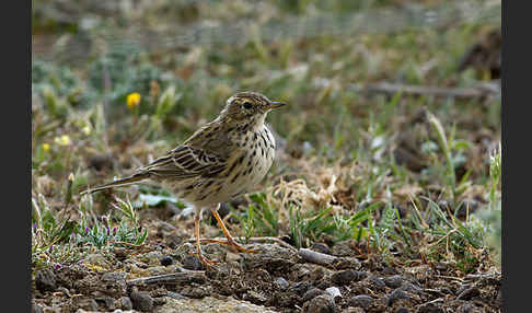 Wiesenpieper (Anthus pratensis)