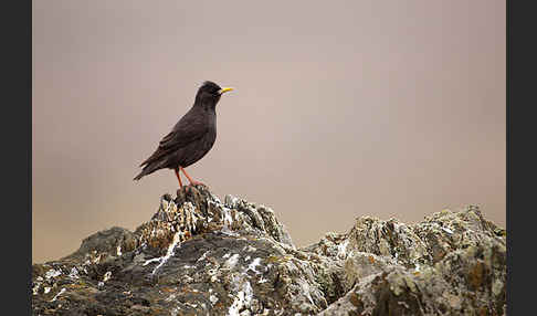 Einfarbstar (Sturnus unicolor)