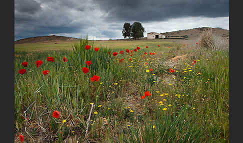 Klatsch-Mohn (Papaver rhoeas)