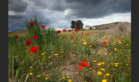 Klatsch-Mohn (Papaver rhoeas)