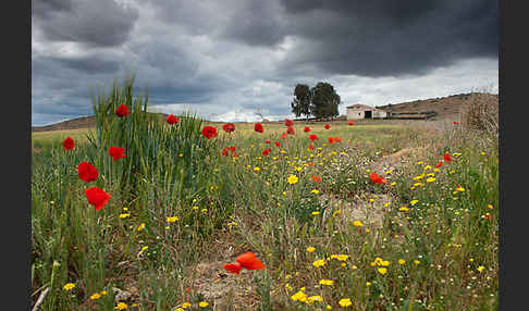 Klatsch-Mohn (Papaver rhoeas)