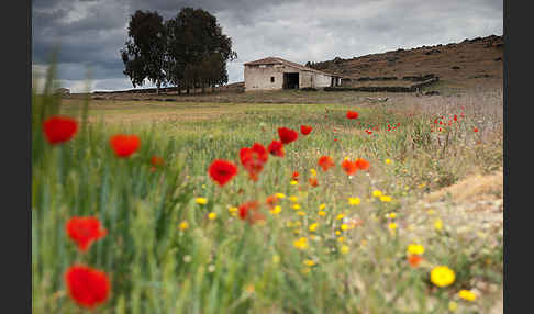 Klatsch-Mohn (Papaver rhoeas)