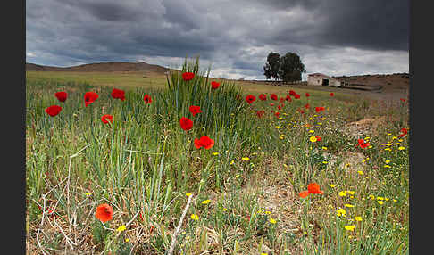 Klatsch-Mohn (Papaver rhoeas)