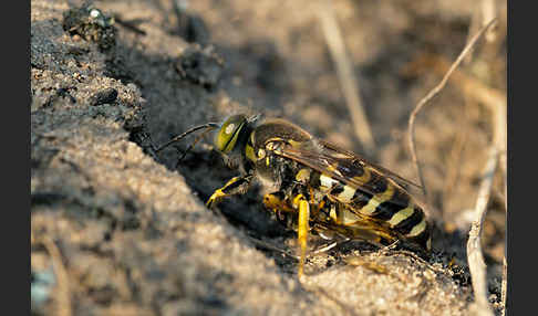 Kreiselwespe (Bembix rostrata)