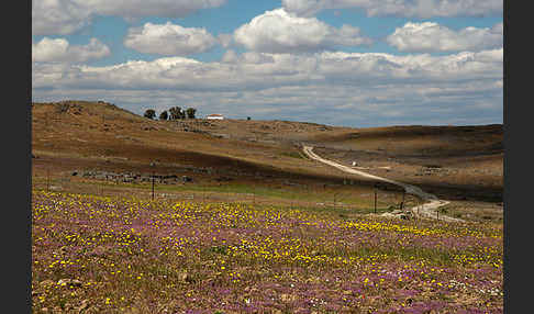 Spanien (Spain)