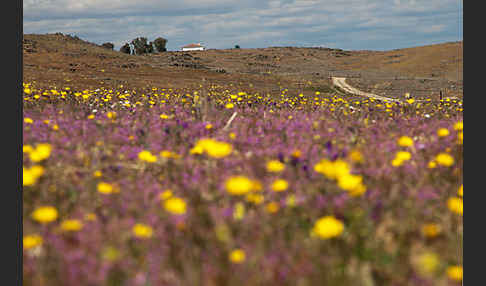 Spanien (Spain)