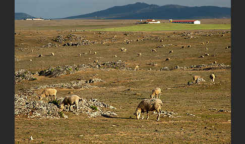 Merinoschaf (Ovis gmelini aries sspec.3)