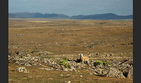 Merinoschaf (Ovis gmelini aries sspec.3)