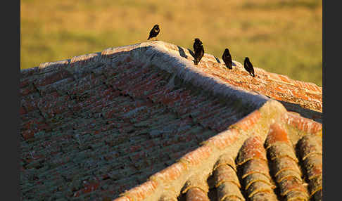 Einfarbstar (Sturnus unicolor)