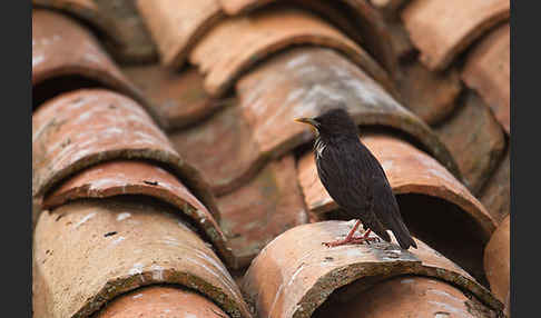 Einfarbstar (Sturnus unicolor)