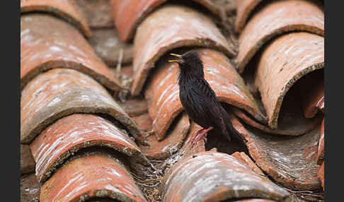 Einfarbstar (Sturnus unicolor)